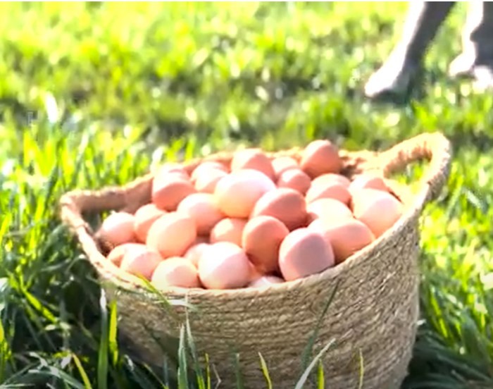 EL RANCHO gallinas felices en pastoreo - Tacuaremb&oacute;