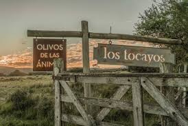 Olivos de las Animas
