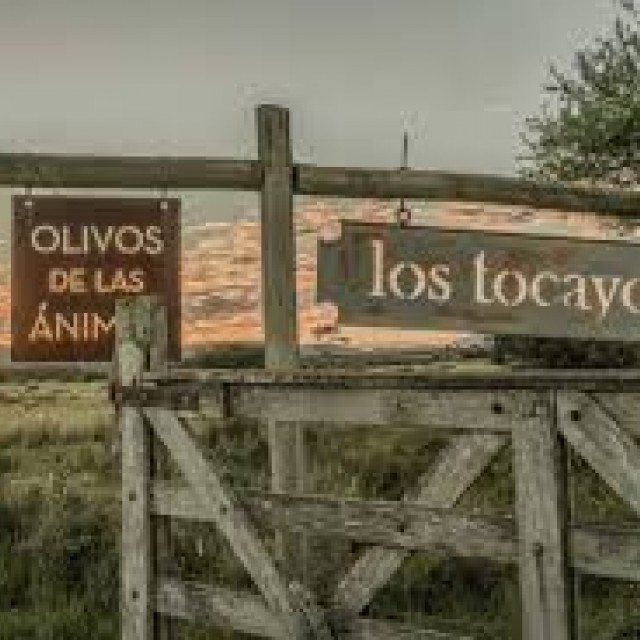 Olivos de las Animas